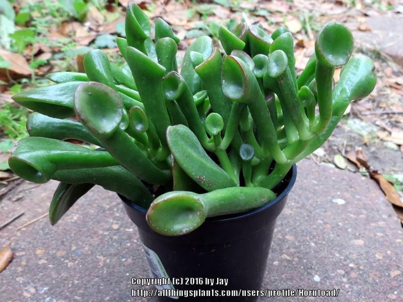 Photo of Jade Plant (Crassula ovata 'Ogre Ears') uploaded by Horntoad