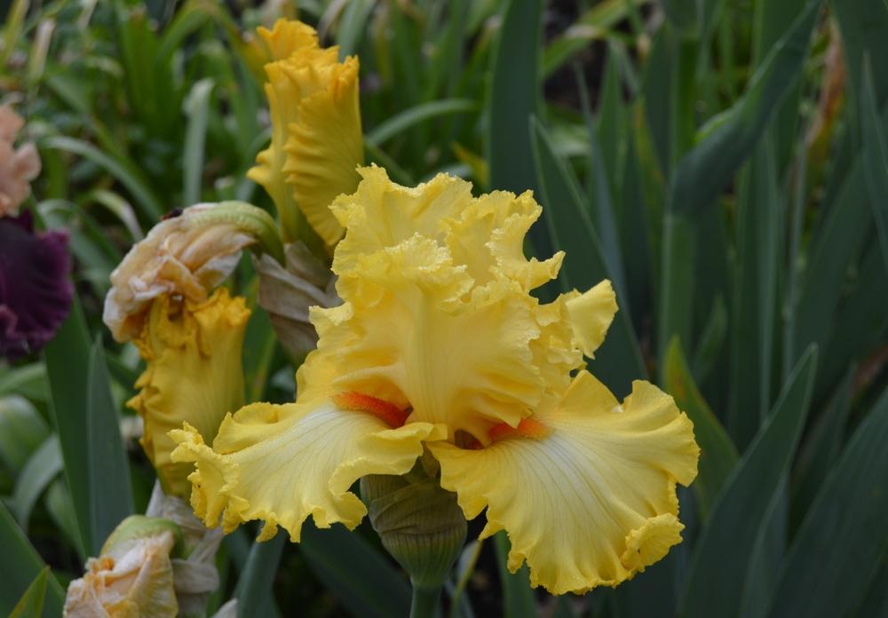 Photo of Tall Bearded Iris (Iris 'Dance Til Dawn') uploaded by KentPfeiffer