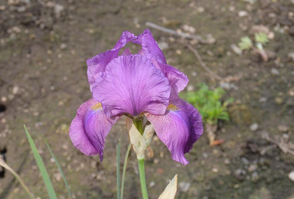 Photo of Arilbred Iris (Iris 'Elmohr') uploaded by KentPfeiffer
