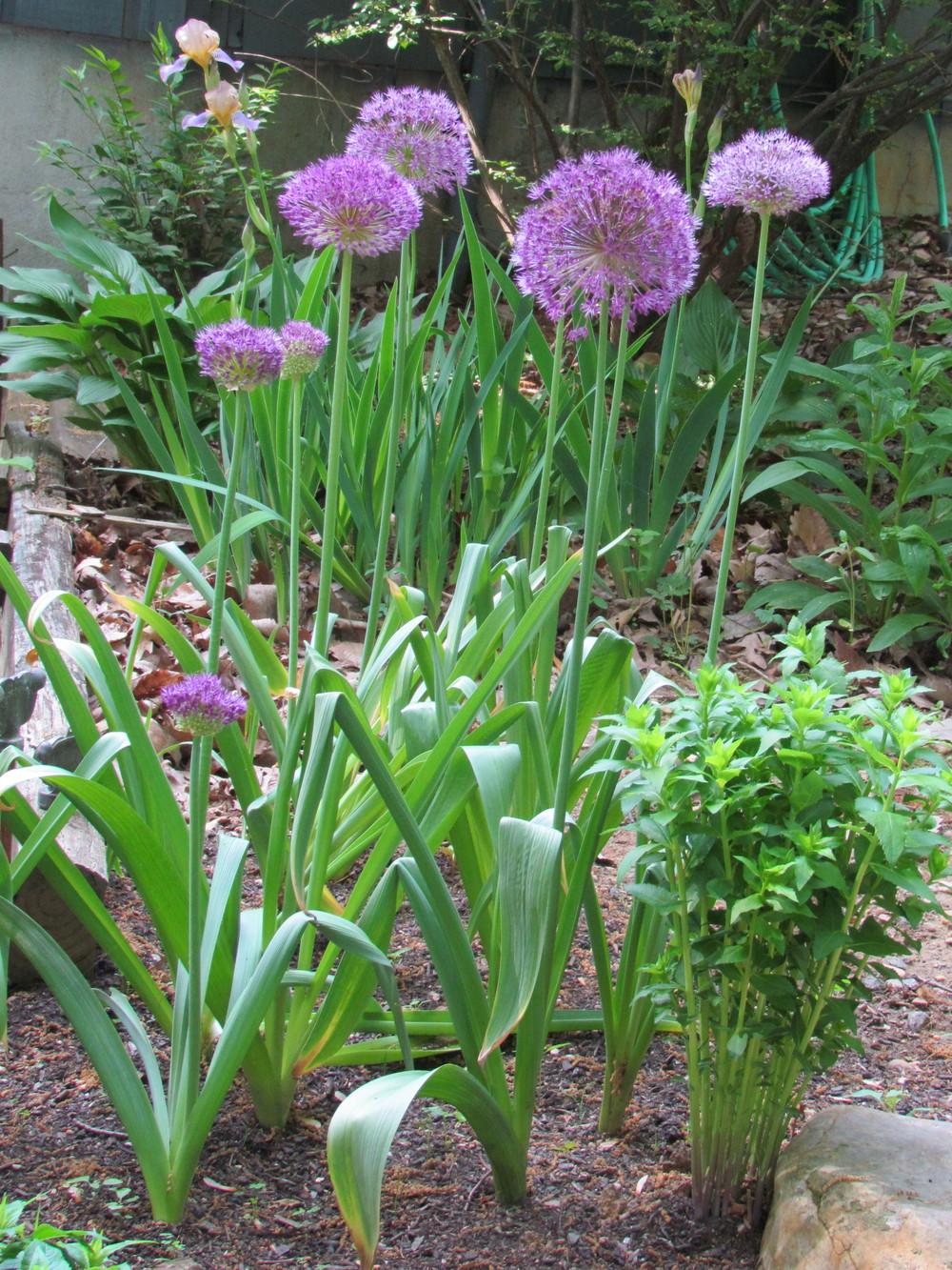 Photo of Flowering Onion (Allium 'Purple Sensation') uploaded by greenthumb99