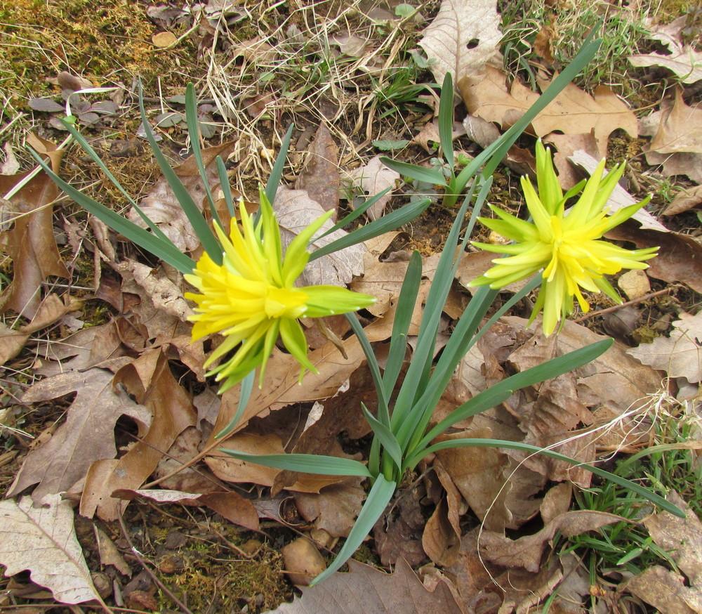 Photo of Double Daffodil (Narcissus 'Rip van Winkle') uploaded by greenthumb99