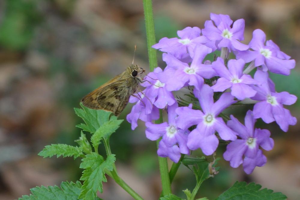 Photo of Tampa Mock Vervain (Verbena tampensis) uploaded by mellielong