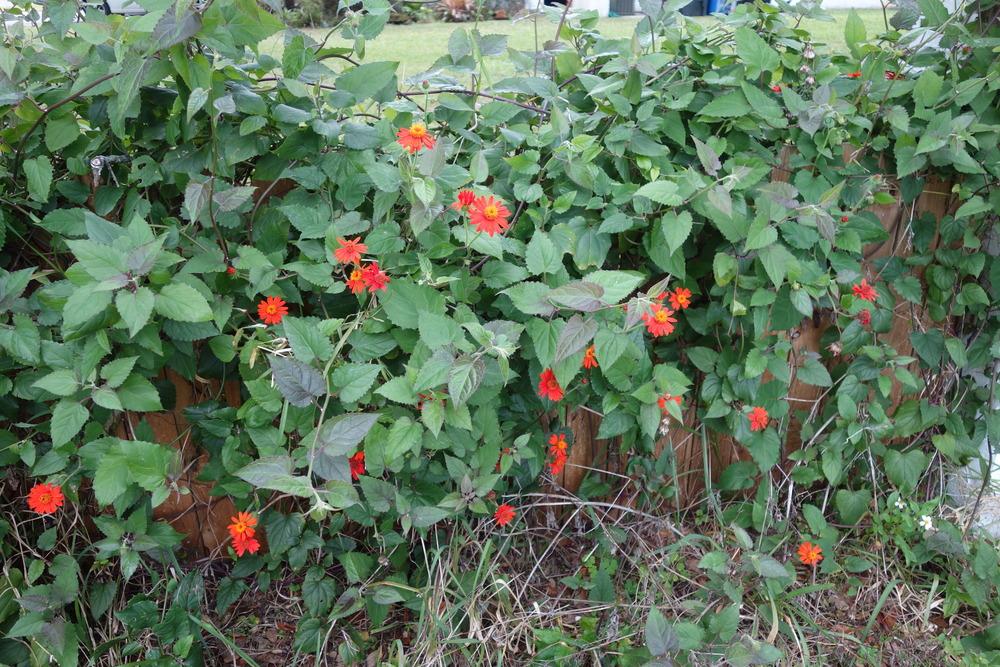 Photo of Mexican Flame Vine (Pseudogynoxys chenopodioides 'Sao Paulo') uploaded by mellielong