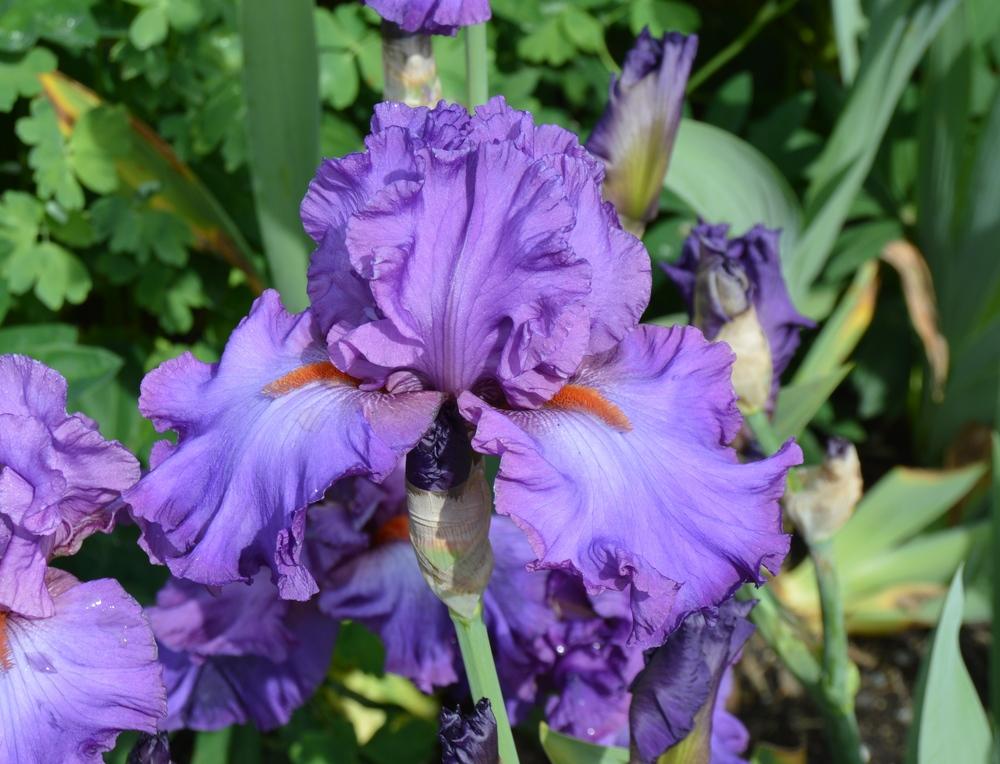 Photo of Tall Bearded Iris (Iris 'Imperial Reign') uploaded by KentPfeiffer