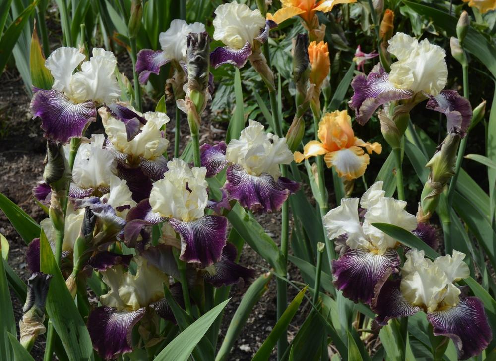 Photo of Tall Bearded Iris (Iris 'It's No Secret') uploaded by KentPfeiffer