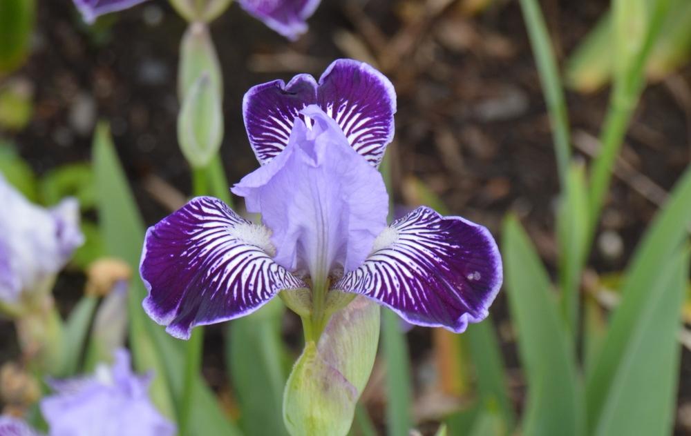 Photo of Miniature Tall Bearded Iris (Iris 'Hoosier Belle') uploaded by KentPfeiffer