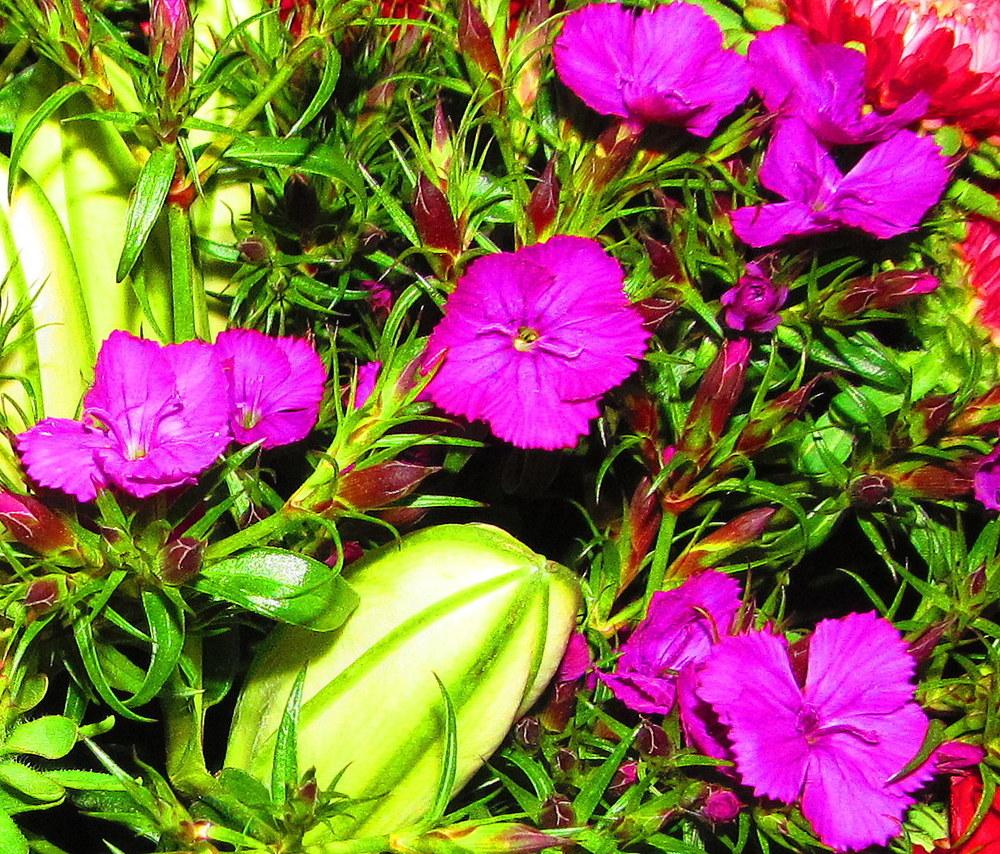 Photo of Dianthus uploaded by jmorth