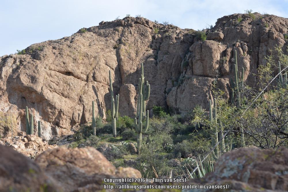 Photo of Saguaro (Carnegiea gigantea) uploaded by mcvansoest