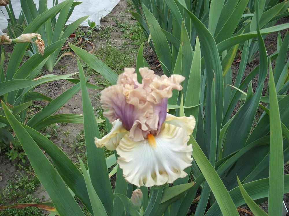 Photo of Tall Bearded Iris (Iris 'Colourable') uploaded by pasla3