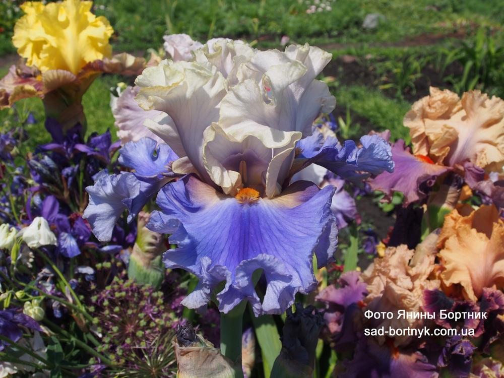 Photo of Tall Bearded Iris (Iris 'All Ashore') uploaded by Ianina