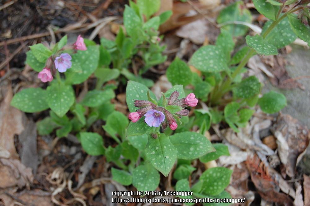 Photo of Soldiers and Sailors (Pulmonaria officinalis) uploaded by treehugger