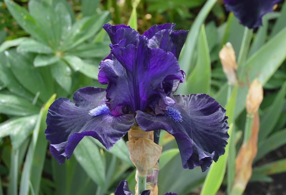 Photo of Tall Bearded Iris (Iris 'Obsidian') uploaded by KentPfeiffer