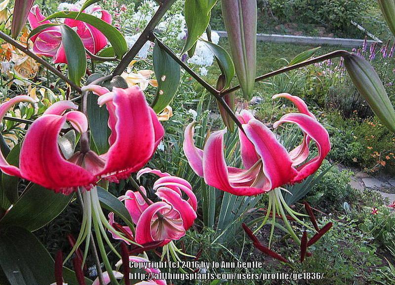 Photo of Lily (Lilium 'Black Beauty') uploaded by ge1836