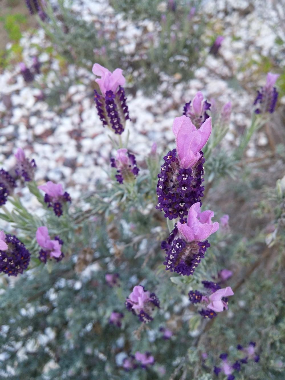 Photo of Spanish Lavender (Lavandula stoechas) uploaded by thomas