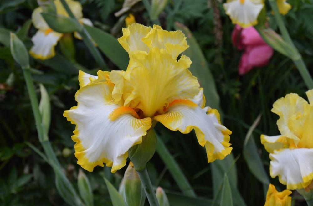 Photo of Tall Bearded Iris (Iris 'Sunrise Elegy') uploaded by KentPfeiffer