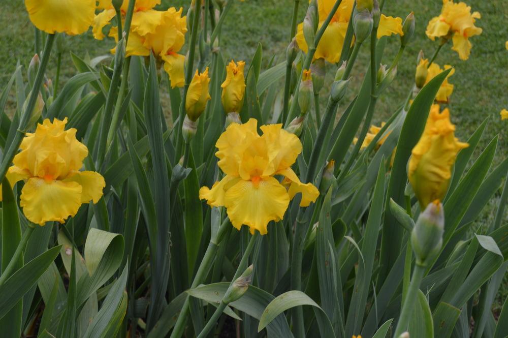 Photo of Tall Bearded Iris (Iris 'Slew o' Gold') uploaded by KentPfeiffer