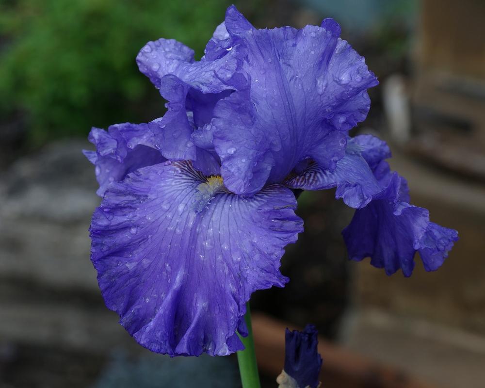 Photo of Tall Bearded Iris (Iris 'Blenheim Royal') uploaded by dirtdorphins