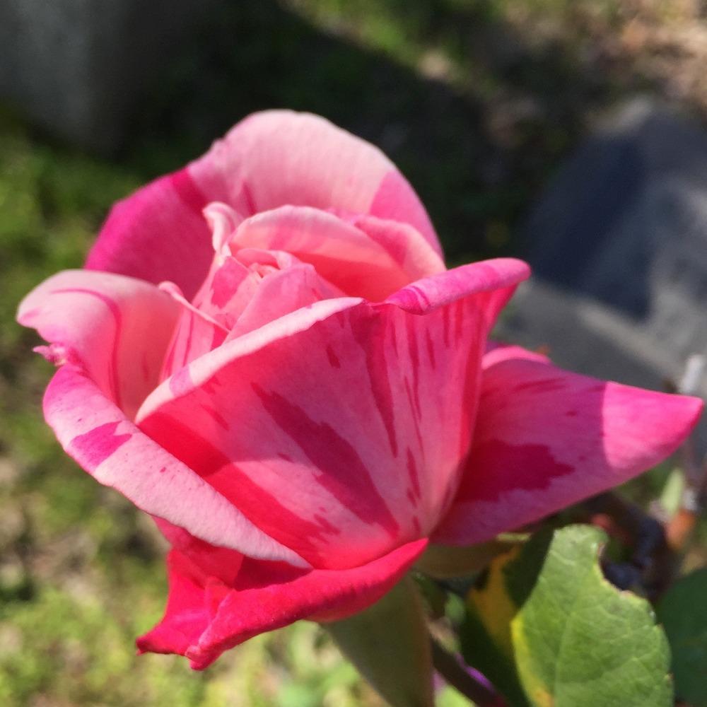 Photo of Roses (Rosa) uploaded by HamiltonSquare
