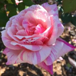 Location: Historic Rose Garden, Historic City Cemetery, Sacramento CA.
Date: 2016-03-01
"Moser Pink Striped" Tea found in Mokelumne Hills CA. Possibly 'R