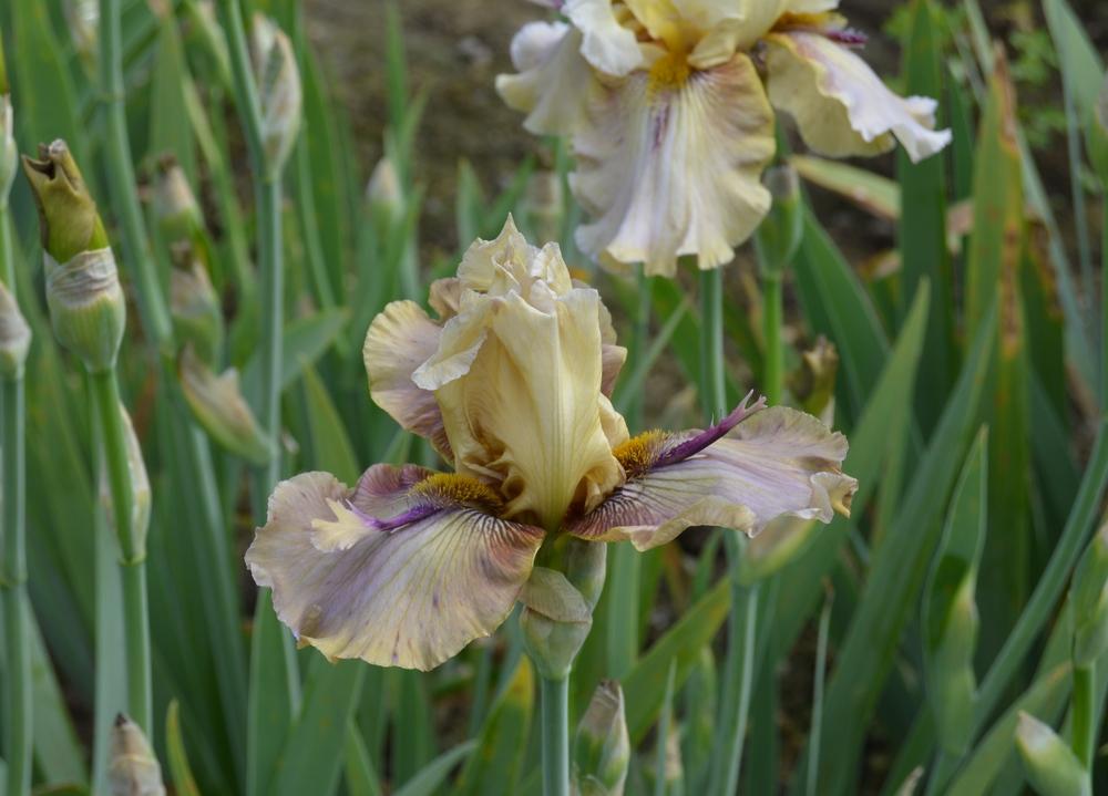 Photo of Tall Bearded Iris (Iris 'Thornbird') uploaded by KentPfeiffer