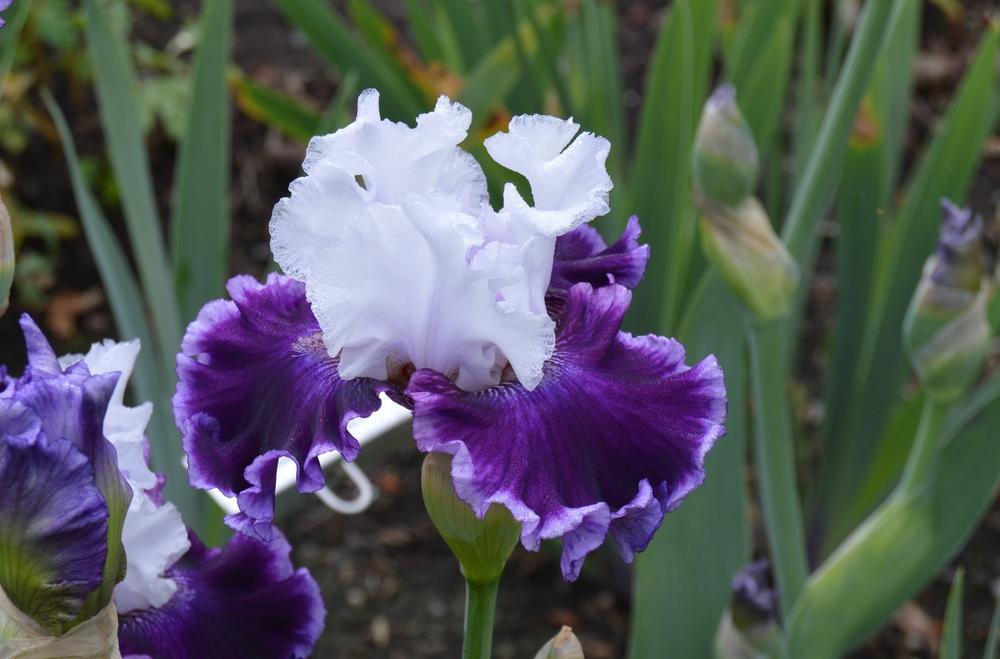 Photo of Tall Bearded Iris (Iris 'Taking Chances') uploaded by KentPfeiffer