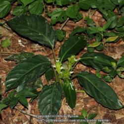Location: Atlantic Forest, Paraty, SE Brazil
Date: 2014-12-31
Looks very much like Calathea violacea, apart from the colour of 