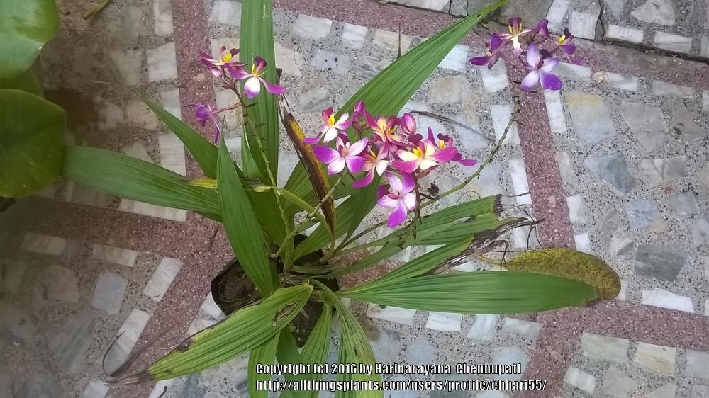 Photo of Philippine Ground Orchid (Spathoglottis plicata) uploaded by chhari55