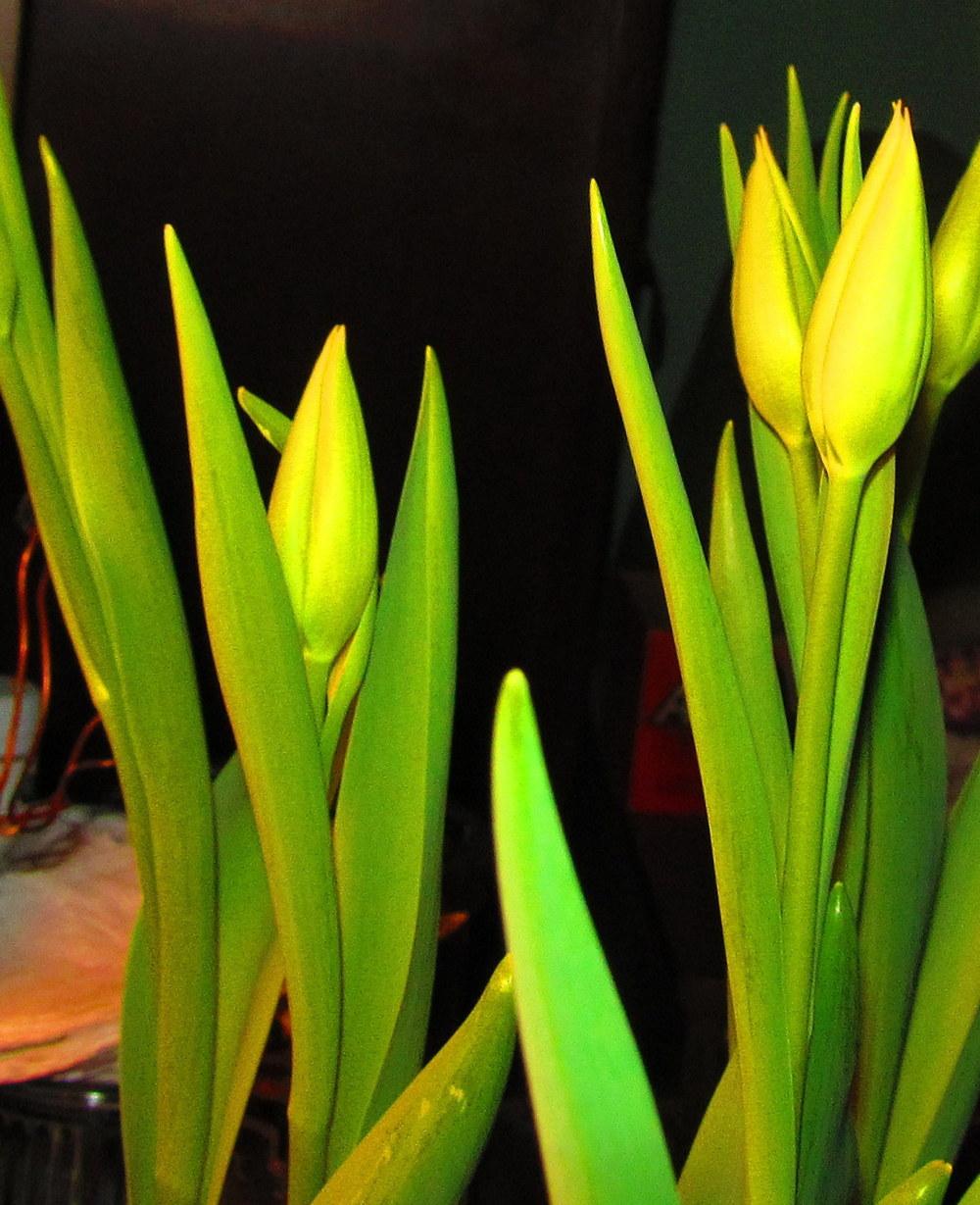 Photo of Triumph Tulip (Tulipa 'Suncatcher') uploaded by jmorth