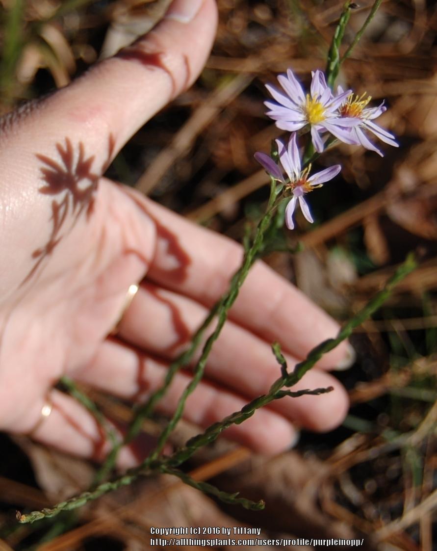 Photo of Scaleleaf Aster (Symphyotrichum adnatum) uploaded by purpleinopp