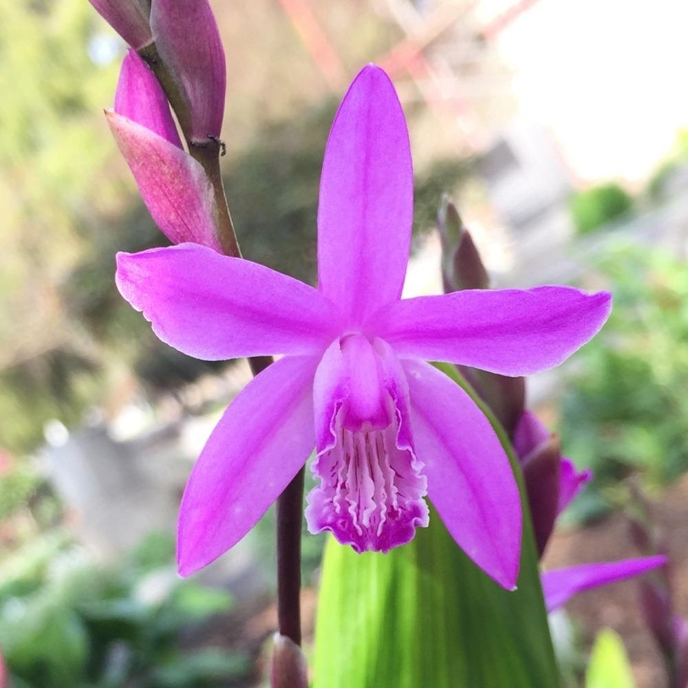 Photo of Chinese Ground Orchid (Bletilla striata) uploaded by HamiltonSquare