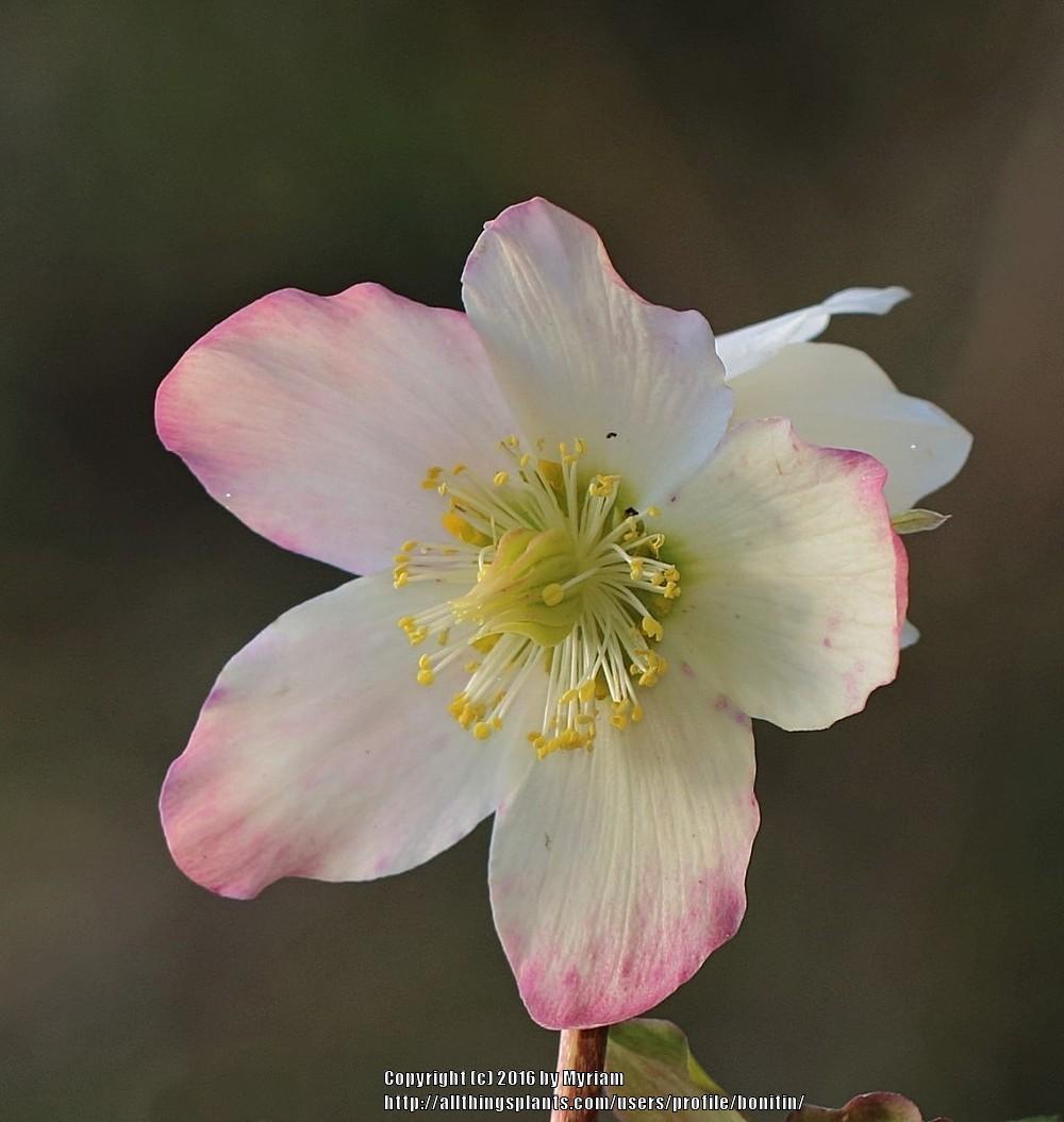 Photo of Hellebore (Helleborus niger Gold Collection® Jacob Royal) uploaded by bonitin