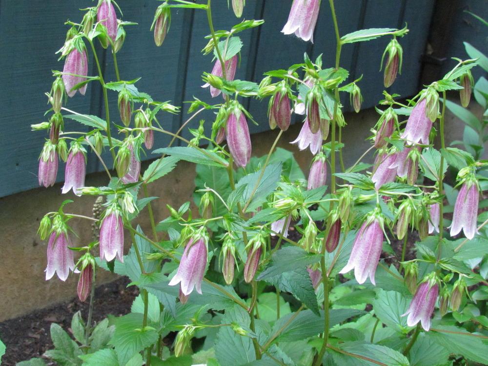 Photo of Bellflower (Campanula punctata var. punctata 'Elizabeth') uploaded by greenthumb99