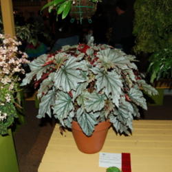 Location: 2007 Philadelphia Flower Show
Date: 2007-03-10