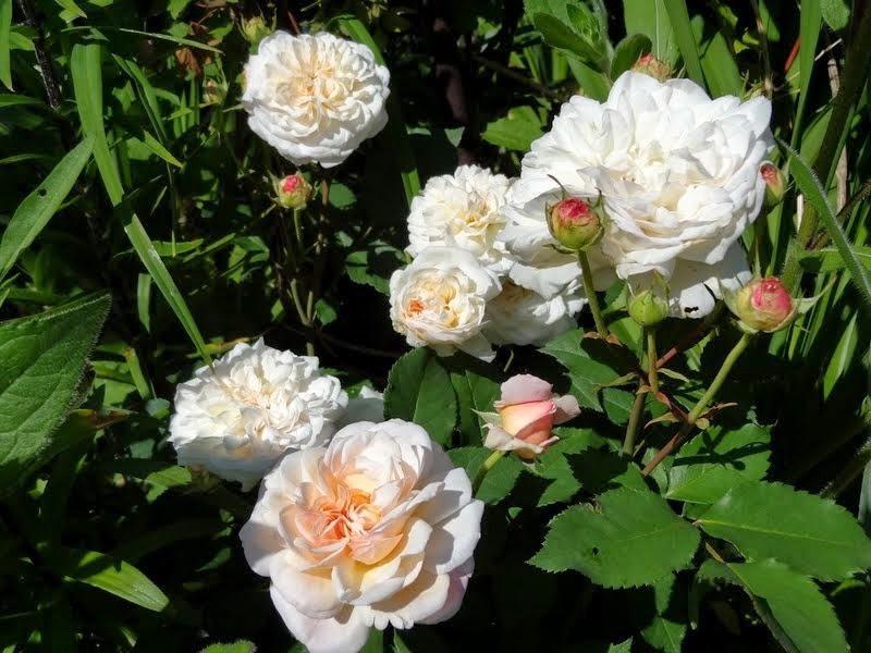 Photo of Rose (Rosa 'Gruss an Aachen') uploaded by Orsola