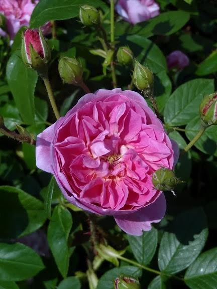 Photo of Rose (Rosa 'Harlow Carr') uploaded by Orsola