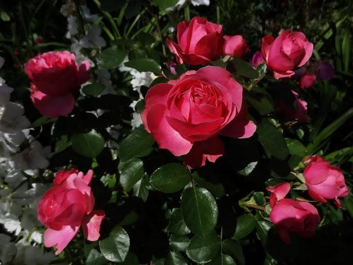 Photo of Rose (Rosa 'Leonardo da Vinci') uploaded by Orsola