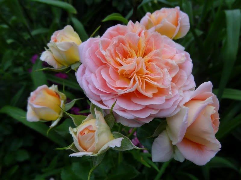 Photo of Rose (Rosa 'Concerto') uploaded by Orsola