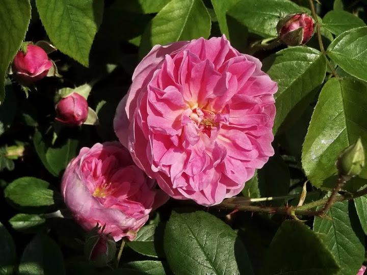 Photo of Rose (Rosa 'Harlow Carr') uploaded by Orsola