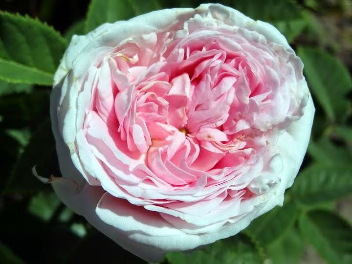 Photo of Rose (Rosa 'Felicite Parmentier') uploaded by Orsola