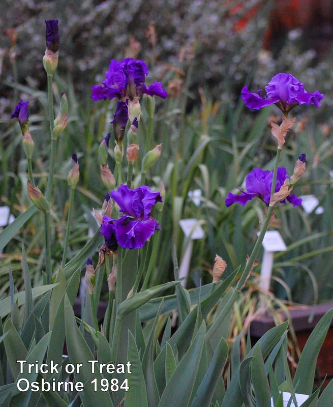 Photo of Tall Bearded Iris (Iris 'Trick or Treat') uploaded by coboro