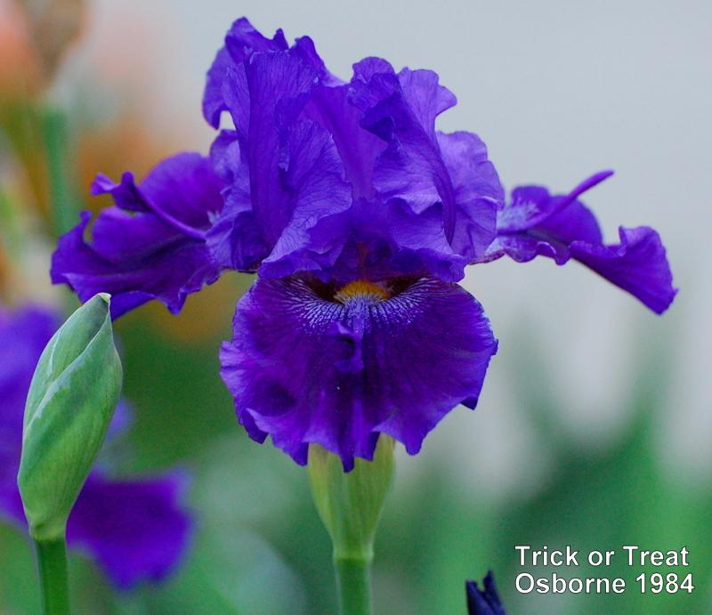 Photo of Tall Bearded Iris (Iris 'Trick or Treat') uploaded by coboro
