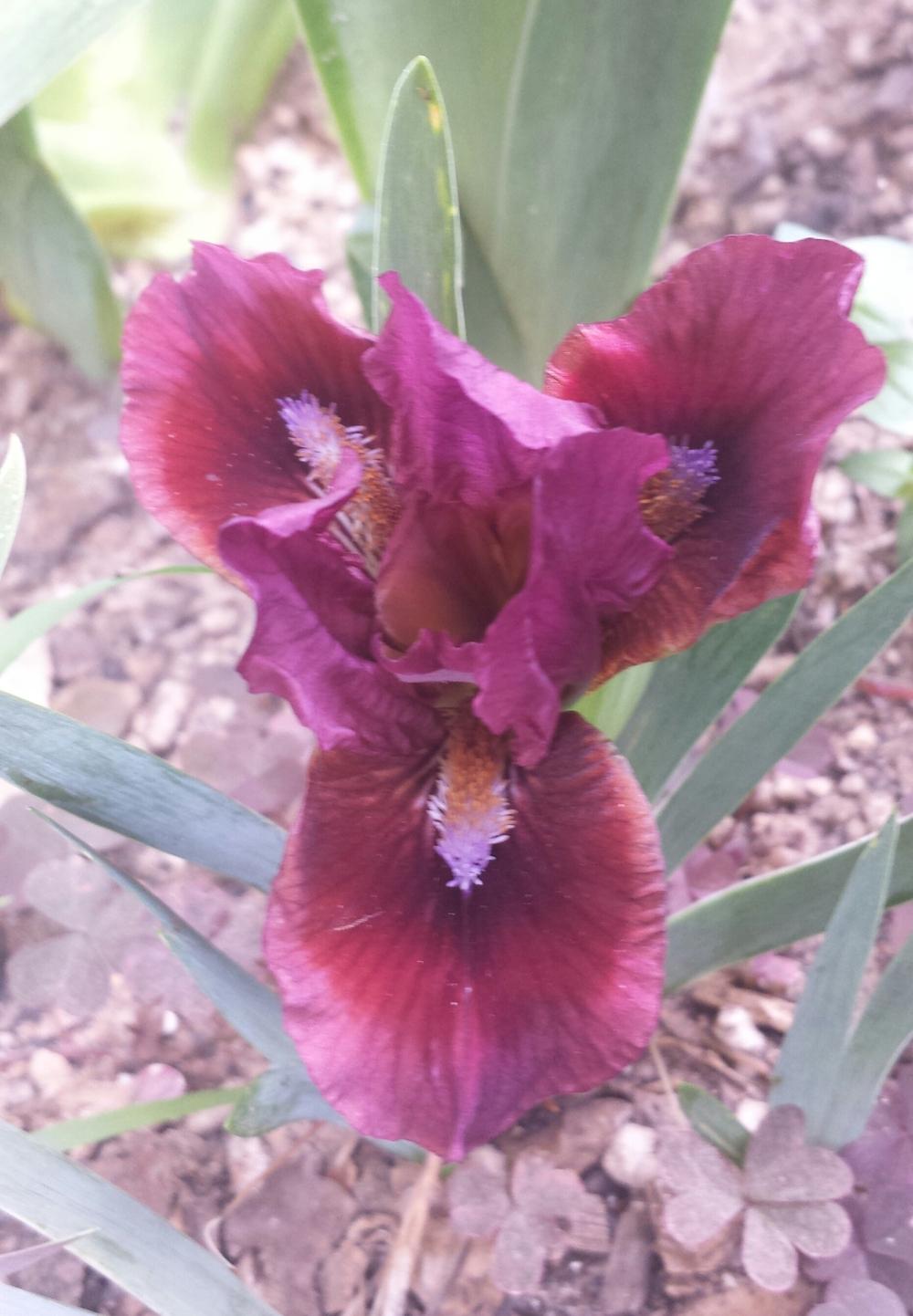 Photo of Standard Dwarf Bearded Iris (Iris 'Cat's Eye') uploaded by mesospunky