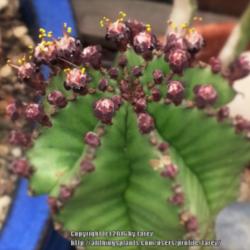 Location: At our garden - San Joaquin County, CA
Date: 2016-03-04 -Winter
Male blooms of Euphorbia anoplia