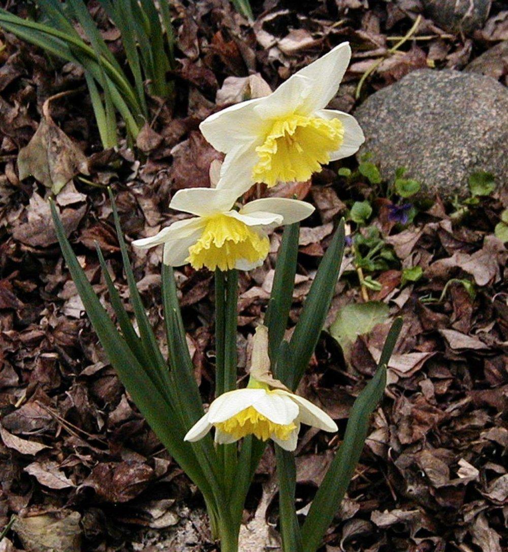 Photo of Daffodils (Narcissus) uploaded by RoseBlush1