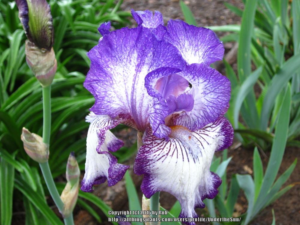 Photo of Tall Bearded Iris (Iris 'Double Shot') uploaded by UndertheSun