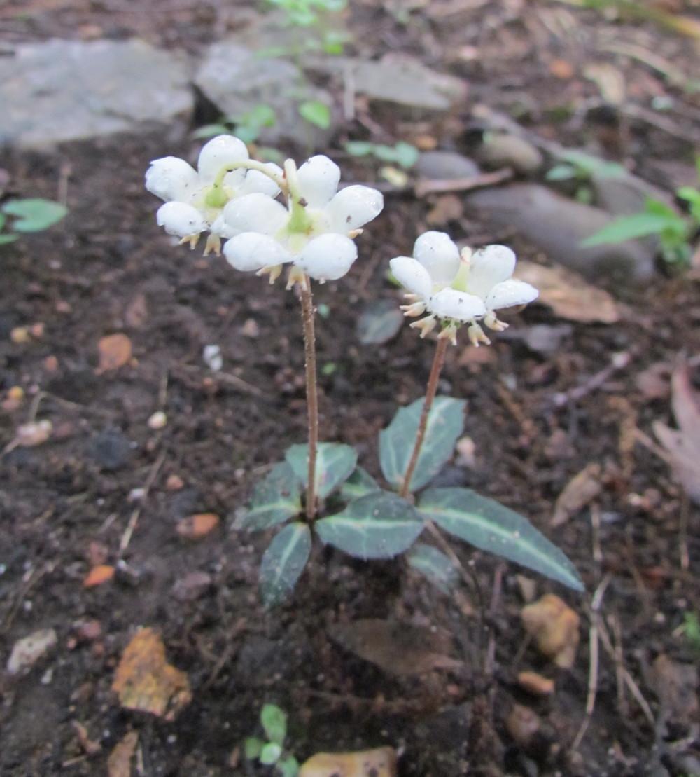 Photo of Spotted Wintergreen (Chimaphila maculata) uploaded by greenthumb99