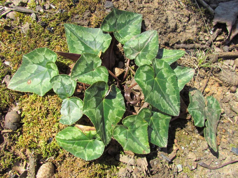 Photo of Hardy Cyclamen (Cyclamen hederifolium) uploaded by greenthumb99