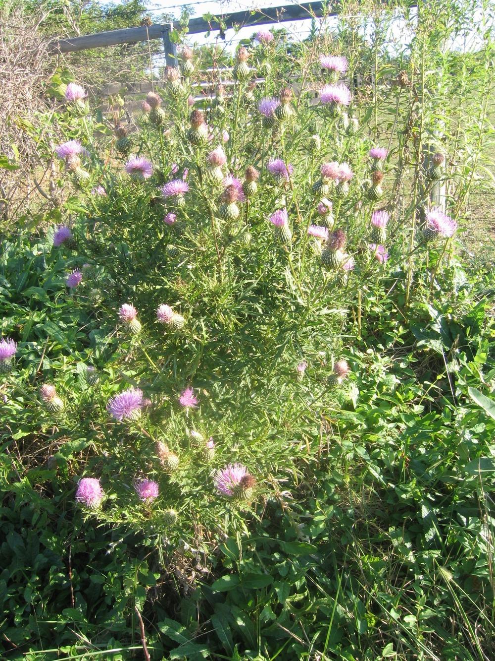 Photo of Bull Thistle (Cirsium vulgare) uploaded by greenthumb99