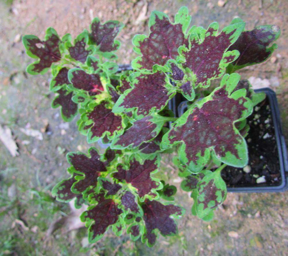 Photo of Coleus (Coleus scutellarioides 'Inky Fingers') uploaded by greenthumb99
