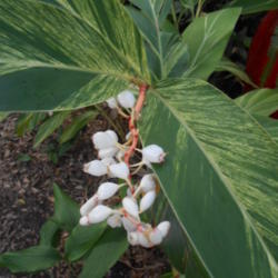 Location: Austin ,TX
Date: 2013-06-17
Buds on shell ginger